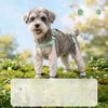 Dog Rain Jumpsuit with Attached Leg Covers